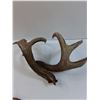 Image 8 : (3) Deer Shed Antlers - This Years Shed