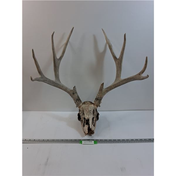 * Deer Skull w/ Antlers
