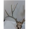Image 2 : * Deer Skull w/ Antlers