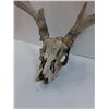 Image 3 : * Deer Skull w/ Antlers