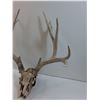 Image 4 : * Deer Skull w/ Antlers
