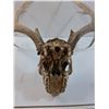 Image 5 : * Deer Skull w/ Antlers