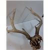 Image 6 : * Deer Skull w/ Antlers