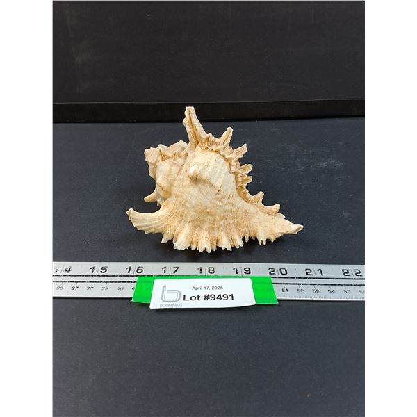 Small Pacific Conch Shell Seashell - 5" x 4"