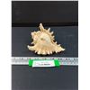 Image 1 : Small Pacific Conch Shell Seashell - 5" x 4"