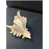 Image 2 : Small Pacific Conch Shell Seashell - 5" x 4"