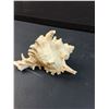 Image 3 : Small Pacific Conch Shell Seashell - 5" x 4"