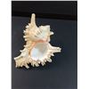 Image 4 : Small Pacific Conch Shell Seashell - 5" x 4"