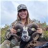 Image 3 : 2-DAY HUNT FOR HYBRID EUROPEAN MOUFLON/HAWAIIAN SHEEP FOR 1 HUNTER AND 1 DAY DEEP SEA FISHING FOR UP
