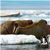 7-DAY WALRUS ARCTIC ADVENTURE HUNT FOR 1 HUNTER (Tag and license are included)