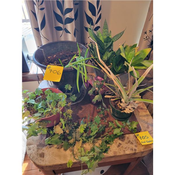 (In house) 4- Small house plants