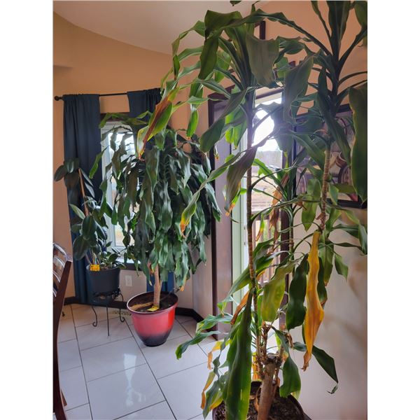 3- Large plants c/w base