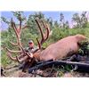 Image 2 : Arizona Game and Fish Commissioners Bull Elk Tag, 2025-26, 365 days to Hunt