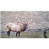 Image 5 : 2025 Hualapai Scholarship Bull Elk Tag