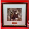 Image 1 : Framed "The Challenge - Bull Moose" Print by Robert Bateman