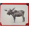 Image 1 : Signed 14/200 Moose Print
