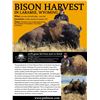 Image 1 : Bison Harvest