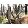 Image 1 : 2025/2026 New Mexico Coached Elk Hunt by Elk Bros Adventures