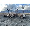 Image 1 : Alaska Float Trip for 2 hunters for Caribou and Moose