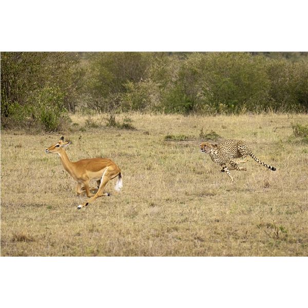 Original African Safari photo