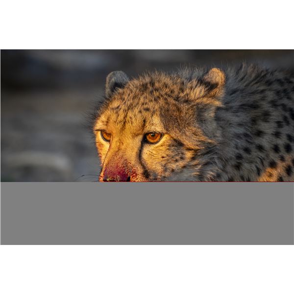 Original African Safari photo