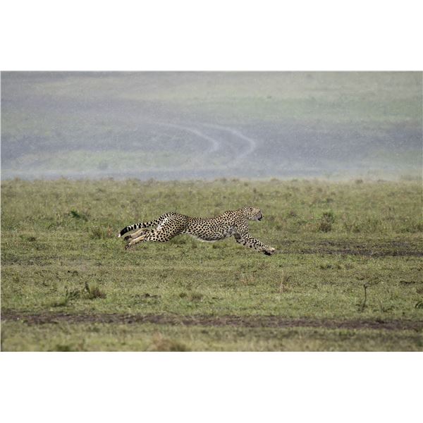 Original African Safari photo