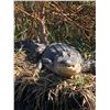 Image 8 : Louisiana Gator Hunts
