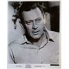 Image 1 : William Holden signed portrait photo