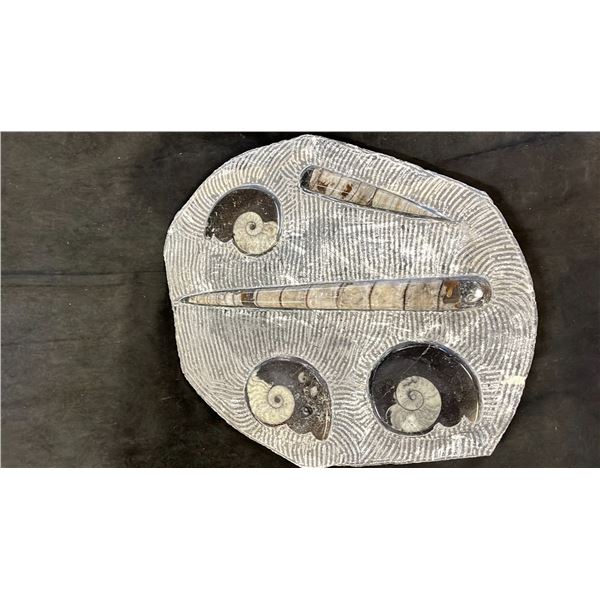 14" X 12" ORTHOCERAS FOSSIL SPECIMEN  LISTED RETAIL $2500