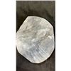 Image 2 : 14" X 12" ORTHOCERAS FOSSIL SPECIMEN  LISTED RETAIL $2500