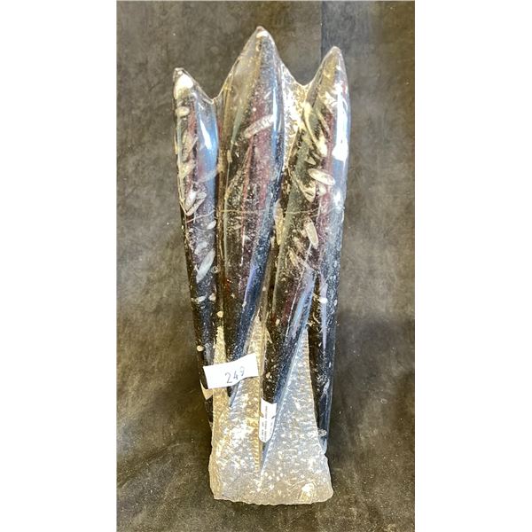 12" ORTHOCERAS FOSSIL SPECIMEN LISTED RETAIL $1500