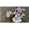 Image 3 : 8" X 8" AMETHYST CRYSTAL TREE LISTED RETAIL $1100