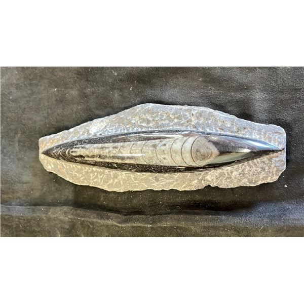 8" OTHOCARAS FOSSIL SPECIMEN LISTED RETAIL $600