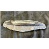 Image 2 : 8" OTHOCARAS FOSSIL SPECIMEN LISTED RETAIL $600