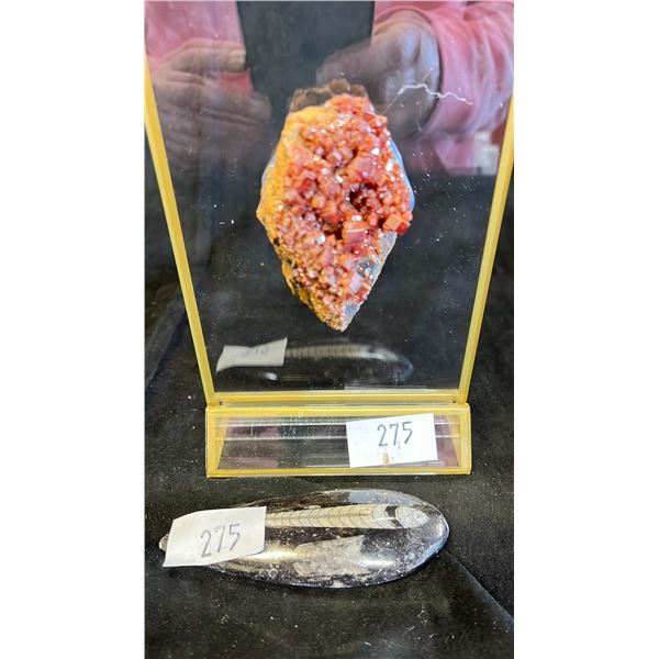 VANADINITE LISTED RETAIL $450 & ORTHOCERAS FOSSIL LISTED RETAIL $350