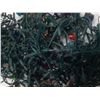 Image 4 : X-Mas Lights.