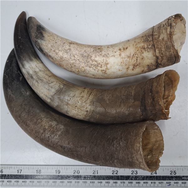 3 horns brown and black tips