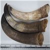 Image 1 : 3 horns brown and black tips