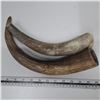 Image 1 : 2 horns brown and missing a tip
