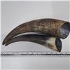 Image 1 : 2 black horns