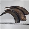 Image 1 : 3 black horns