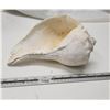 Image 1 : Big Conch Shell