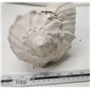 Image 2 : Big Conch Shell