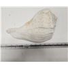 Image 3 : Big Conch Shell