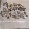 Image 1 : lot of fossils and quartz crystals