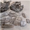 Image 2 : lot of fossils and quartz crystals