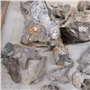 Image 3 : lot of fossils and quartz crystals