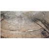 Image 4 : Vintage 12" x 9" Birch Bark Basket Early 1900s