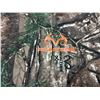 Image 2 : Raintree 2 XL