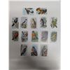 Image 1 : (15) Cards Church= Dwight useful Birds of America